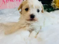 Cream girl, a female Maltipoo for sale in Royse City, TX – 8 of 10