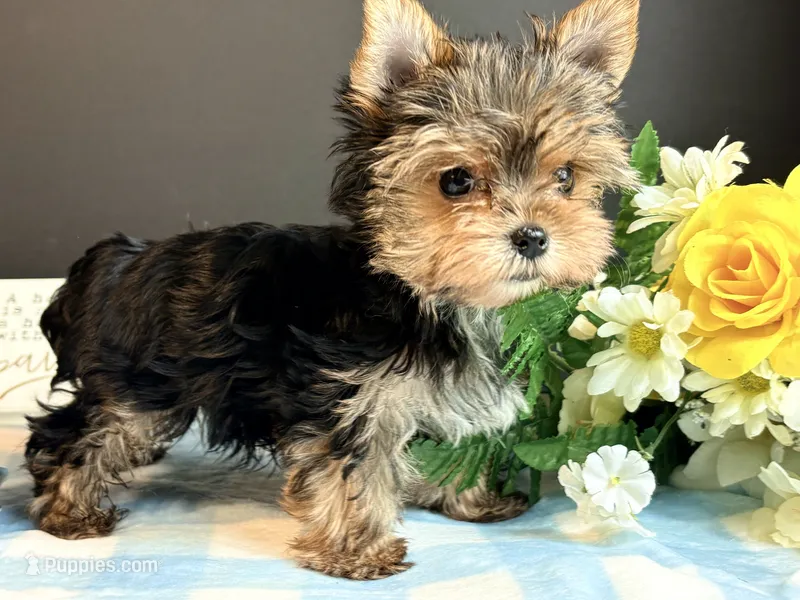 Teacup Male – Yorkshire Terrier puppy for sale in Royse City, TX