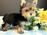 Teacup Male, a male Yorkshire Terrier for sale in Royse City, TX – 1 of 9