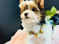 Tabitha tiny , a female Yorkshire Terrier for sale in Royse City, TX – 9 of 10