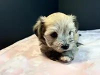 Morkie, a female Morkie for sale in Royse City, TX – 10 of 10