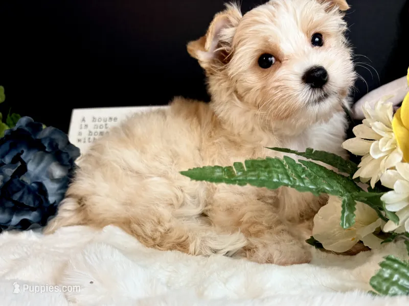 Gold girl  – Yorkshire Terrier puppy for sale in Royse City, TX