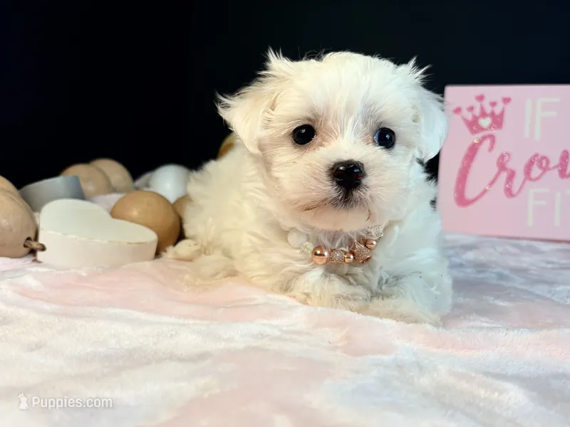 Sweetie  – Maltese puppy for sale in Royse City, TX