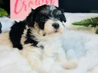 Tri girl, a female Maltipoo for sale in Royse City, TX – 1 of 8