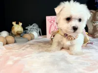 Maltese 2 female , a female Maltese for sale in Royse City, TX – 4 of 6