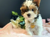 Tabitha tiny , a female Yorkshire Terrier for sale in Royse City, TX – 7 of 10