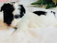 Tiny blue eye girl, a female Maltipoo for sale in Royse City, TX – 1 of 8