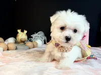 Maltese 2 female , a female Maltese for sale in Royse City, TX – 3 of 6