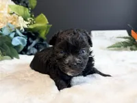 Tiny Male blue eyes, a male Maltipoo for sale in Royse City, TX – 6 of 8