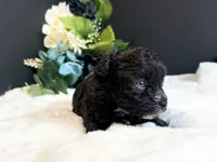 Tiny Male blue eyes, a male Maltipoo for sale in Royse City, TX – 4 of 8