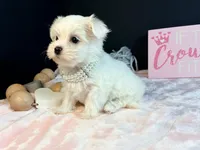 Female 3 , a female Maltese for sale in Royse City, TX – 6 of 9