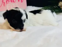 Tiny blue eye girl, a female Maltipoo for sale in Royse City, TX – 2 of 8