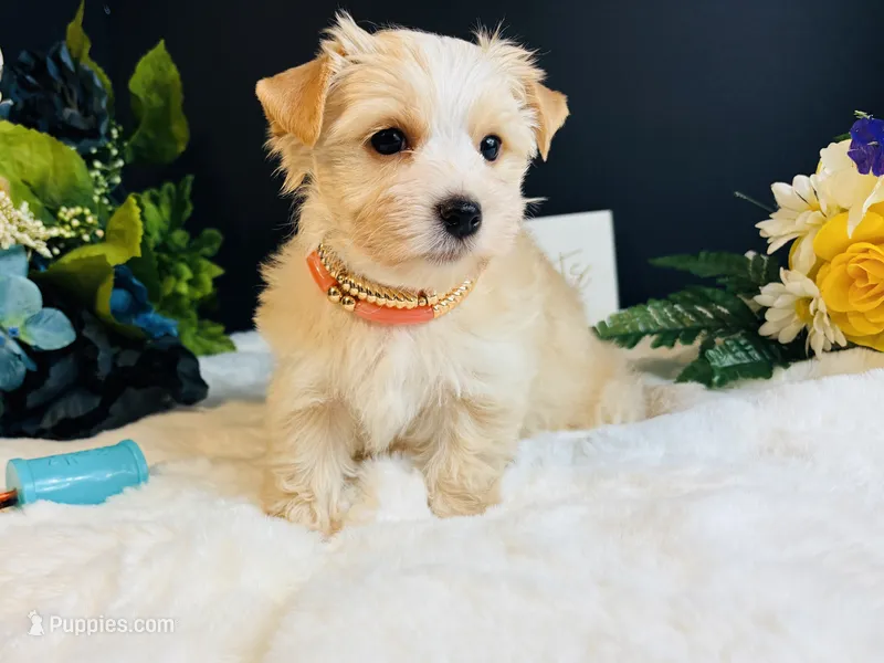 Gold girl  – Yorkshire Terrier puppy for sale in Royse City, TX