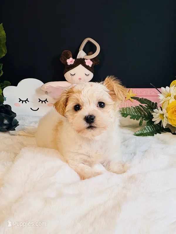 Sadie – Morkie puppy for sale in Royse City, TX
