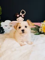 Sadie, a female Morkie for sale in Royse City, TX – 1 of 5