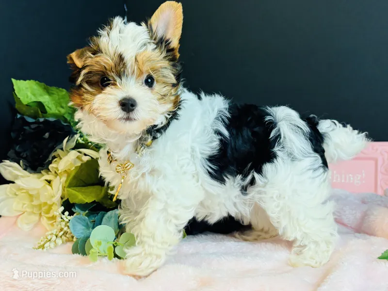Tabitha tiny , a female Yorkshire Terrier for sale in Royse City, TX – 1 of 10