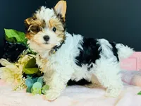 Tabitha tiny , a female Yorkshire Terrier for sale in Royse City, TX – 1 of 10