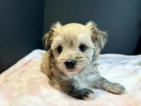 Morkie, a female Morkie for sale in Royse City, TX – 6 of 10