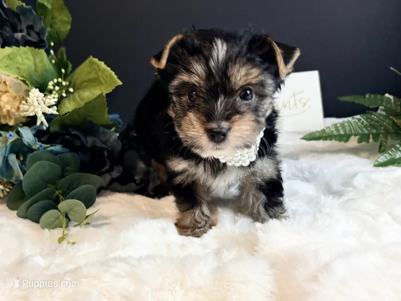 Black girl – Yorkshire Terrier puppy for sale in Royse City, TX