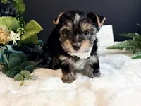 Black girl, a female Yorkshire Terrier for sale in Royse City, TX – 1 of 10