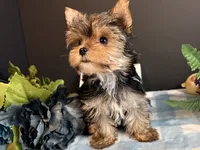 Teacup Male, a male Yorkshire Terrier for sale in Royse City, TX – 3 of 9