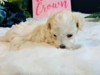 Cream girl, a female Maltipoo for sale in Royse City, TX – 5 of 10
