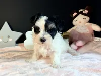 Waffles , a female Morkie for sale in Royse City, TX – 4 of 10