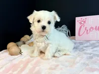 Female 3 , a female Maltese for sale in Royse City, TX – 8 of 9