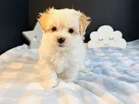Scooter, a male Morkie for sale in Royse City, TX – 3 of 6