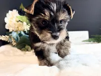 Black girl, a female Yorkshire Terrier for sale in Royse City, TX – 3 of 10