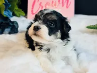 Tri girl, a female Maltipoo for sale in Royse City, TX – 5 of 8