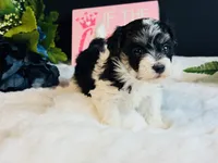 Tri girl, a female Maltipoo for sale in Royse City, TX – 4 of 8