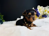 Black tan boy, a male Yorkshire Terrier for sale in Royse City, TX – 2 of 10