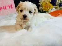 Cream girl, a female Maltipoo for sale in Royse City, TX – 7 of 10