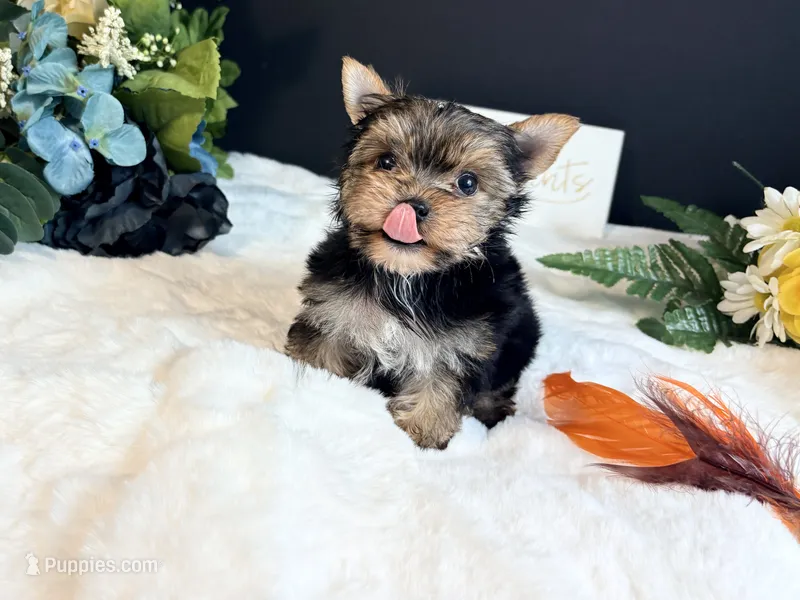 Tiny boy – Yorkshire Terrier puppy for sale in Royse City, TX