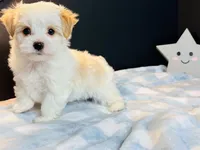 Scooter, a male Morkie for sale in Royse City, TX – 2 of 6
