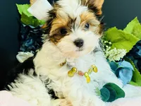 Tabitha tiny , a female Yorkshire Terrier for sale in Royse City, TX – 6 of 10
