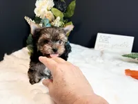Tiny boy, a male Yorkshire Terrier for sale in Royse City, TX – 3 of 8