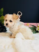 Sadie, a female Morkie for sale in Royse City, TX – 5 of 5