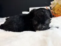 Tiny Male blue eyes, a male Maltipoo for sale in Royse City, TX – 7 of 8