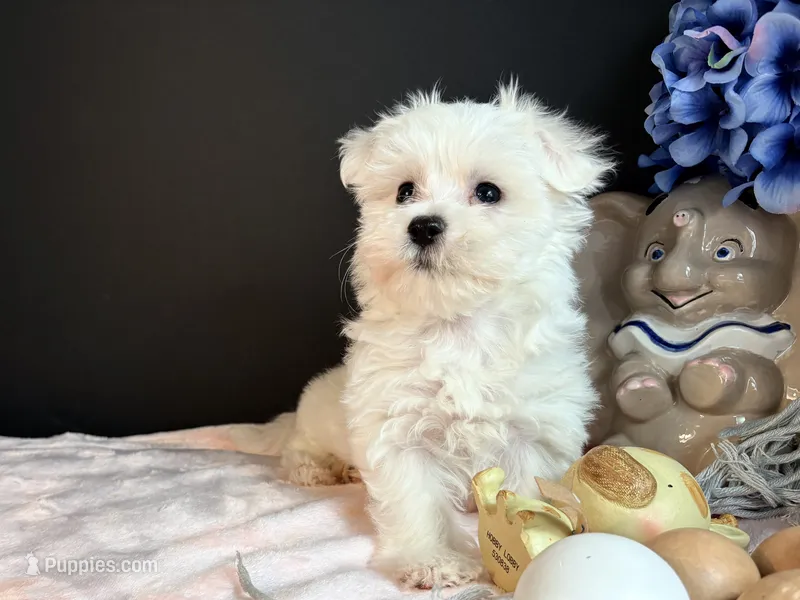 Maltese 2 female  – Maltese puppy for sale in Royse City, TX