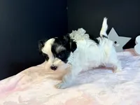 Waffles , a female Morkie for sale in Royse City, TX – 7 of 10