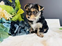 Black girl, a female Yorkshire Terrier for sale in Royse City, TX – 9 of 10