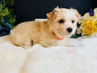 Gold girl , a female Yorkshire Terrier for sale in Royse City, TX – 5 of 8