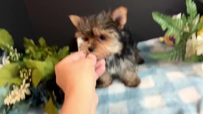 Teacup Male, a male Yorkshire Terrier for sale in Royse City, TX – 9 of 9