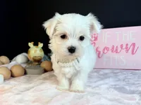 Female 3 , a female Maltese for sale in Royse City, TX – 7 of 9