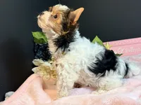 Tabitha tiny , a female Yorkshire Terrier for sale in Royse City, TX – 3 of 10