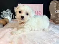 Sweetie , a female Maltese for sale in Royse City, TX – 5 of 5