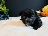 Tiny Male blue eyes, a male Maltipoo for sale in Royse City, TX – 2 of 8