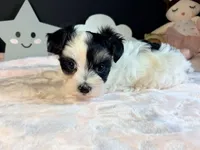Waffles , a female Morkie for sale in Royse City, TX – 6 of 10